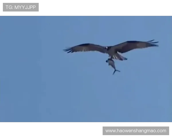 鹰部与南部鲨鱼的激烈对决谁能在赛场上笑傲群雄